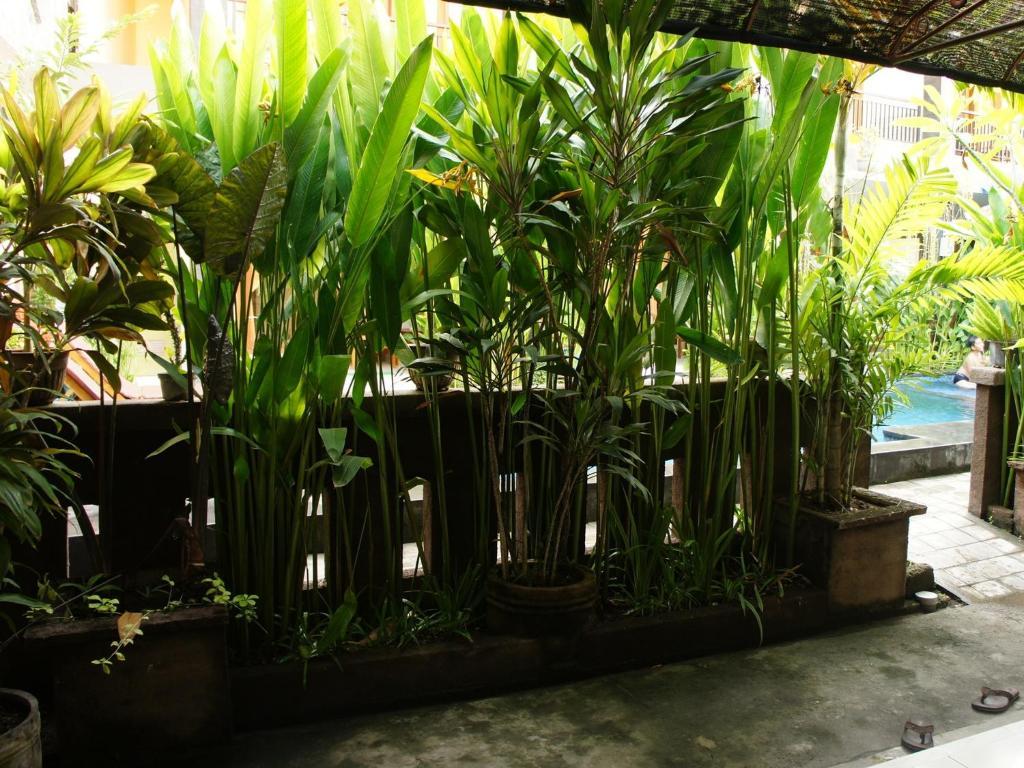 Waringin Homestay Kuta Lombok Extérieur photo